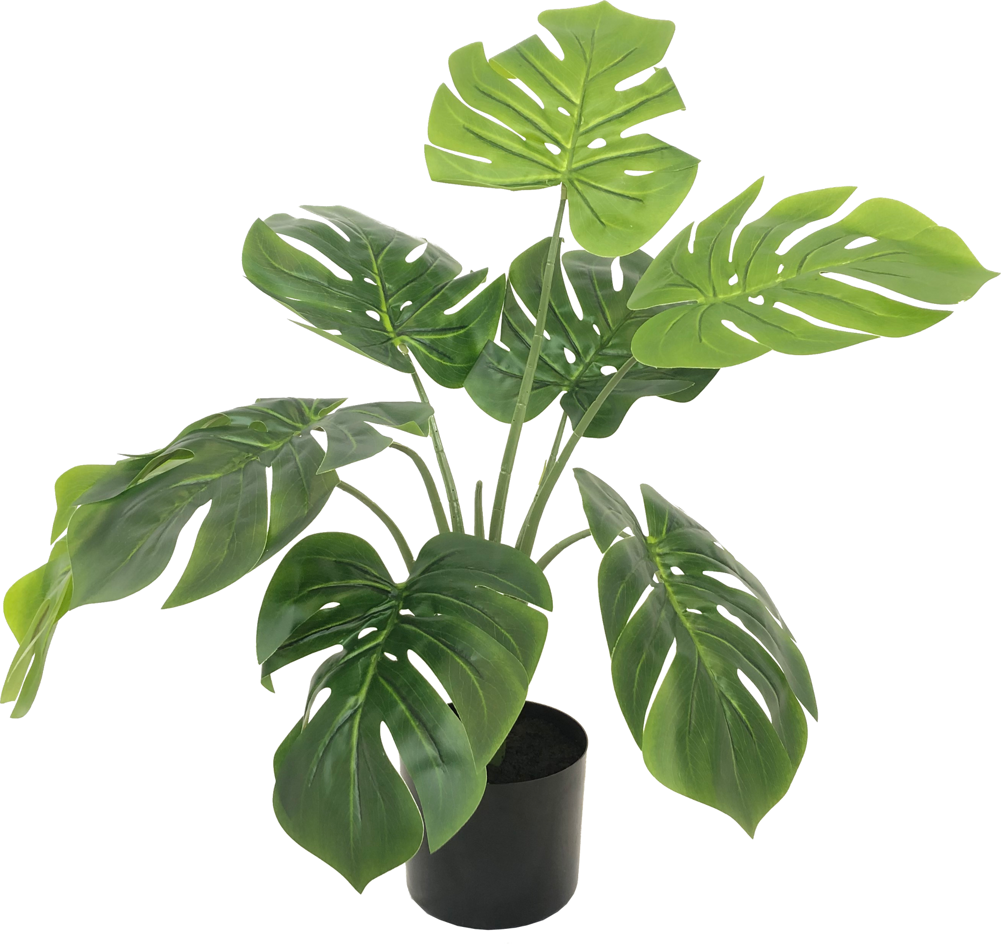 philodendron verrucosum esmeraldas Philodendron verrucosum Amaluza