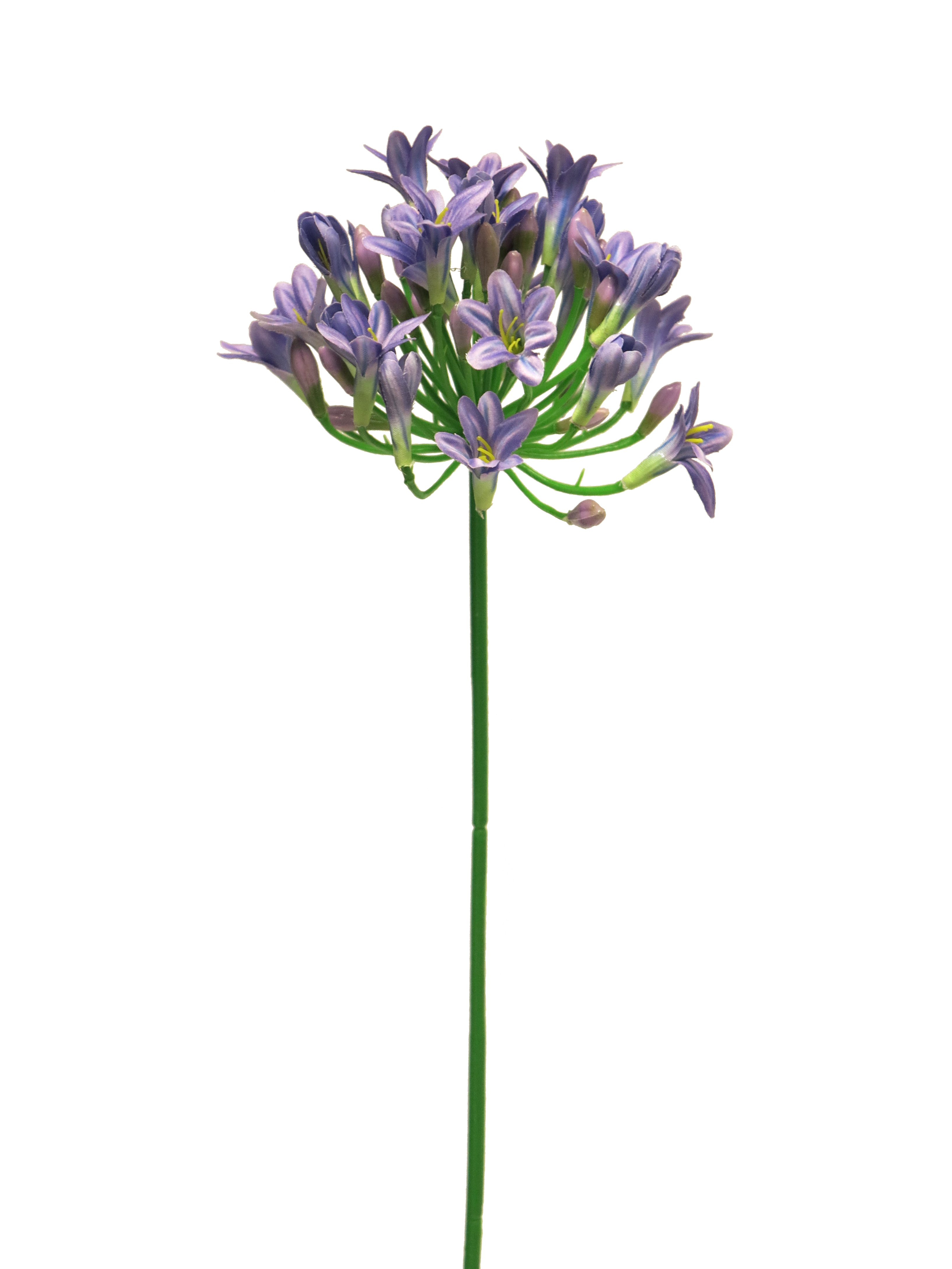 Agapanthus Lady Blue 75 cm
