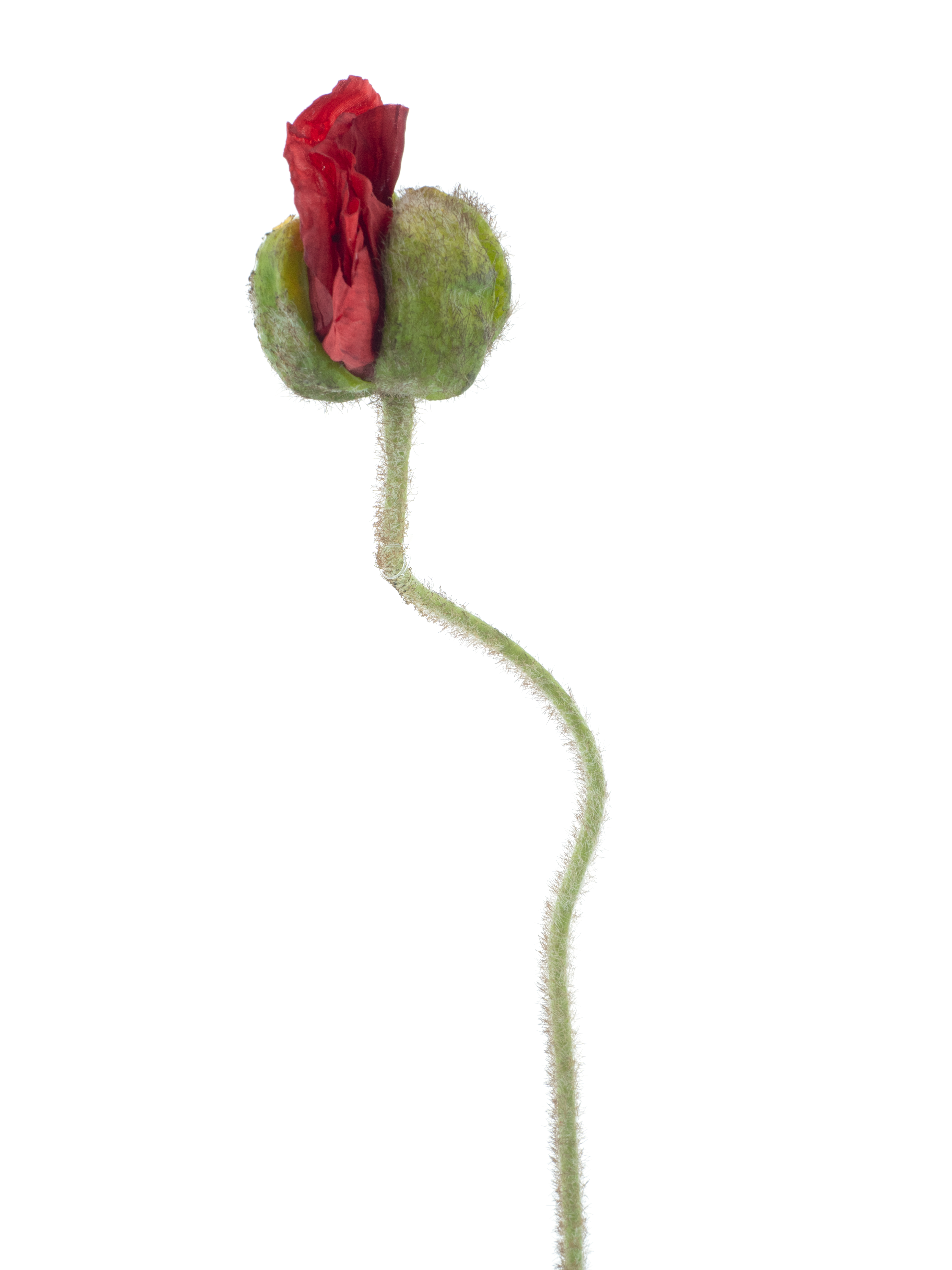 Künstlicher Mohn Rot 69cm