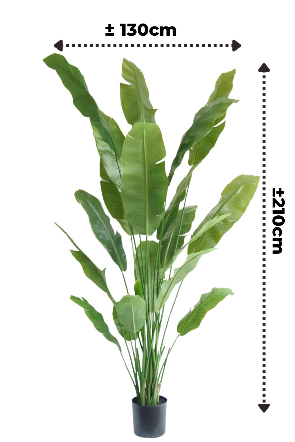 Strelitzia Kunstpflanze 210cm