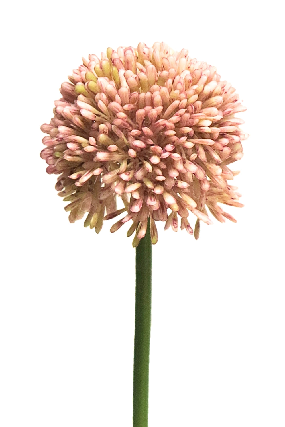 Allium Kunstblume 44 cm Rosa