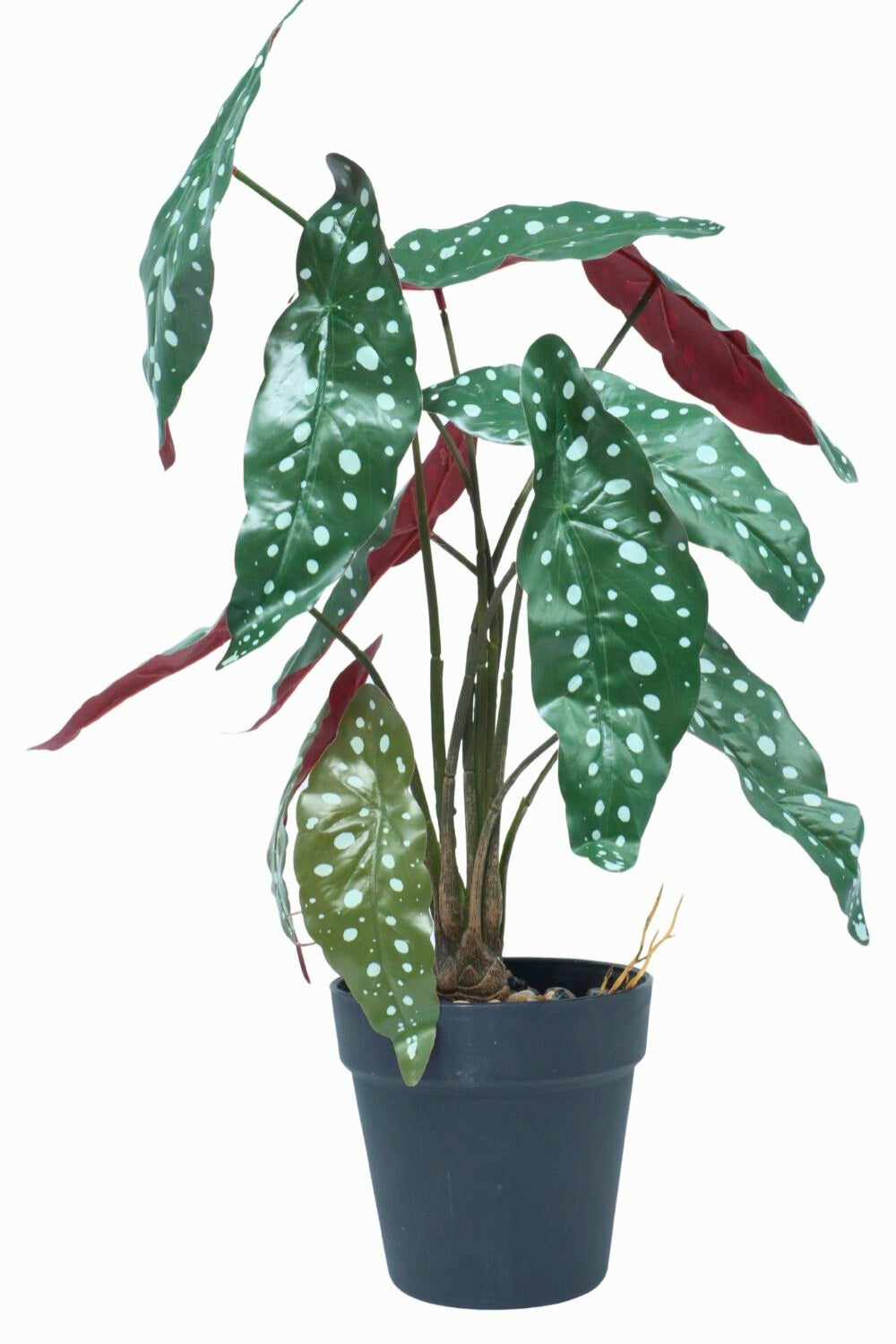 Begonia Maculata Kunstpflanze 55 cm - PrettyPflanzen