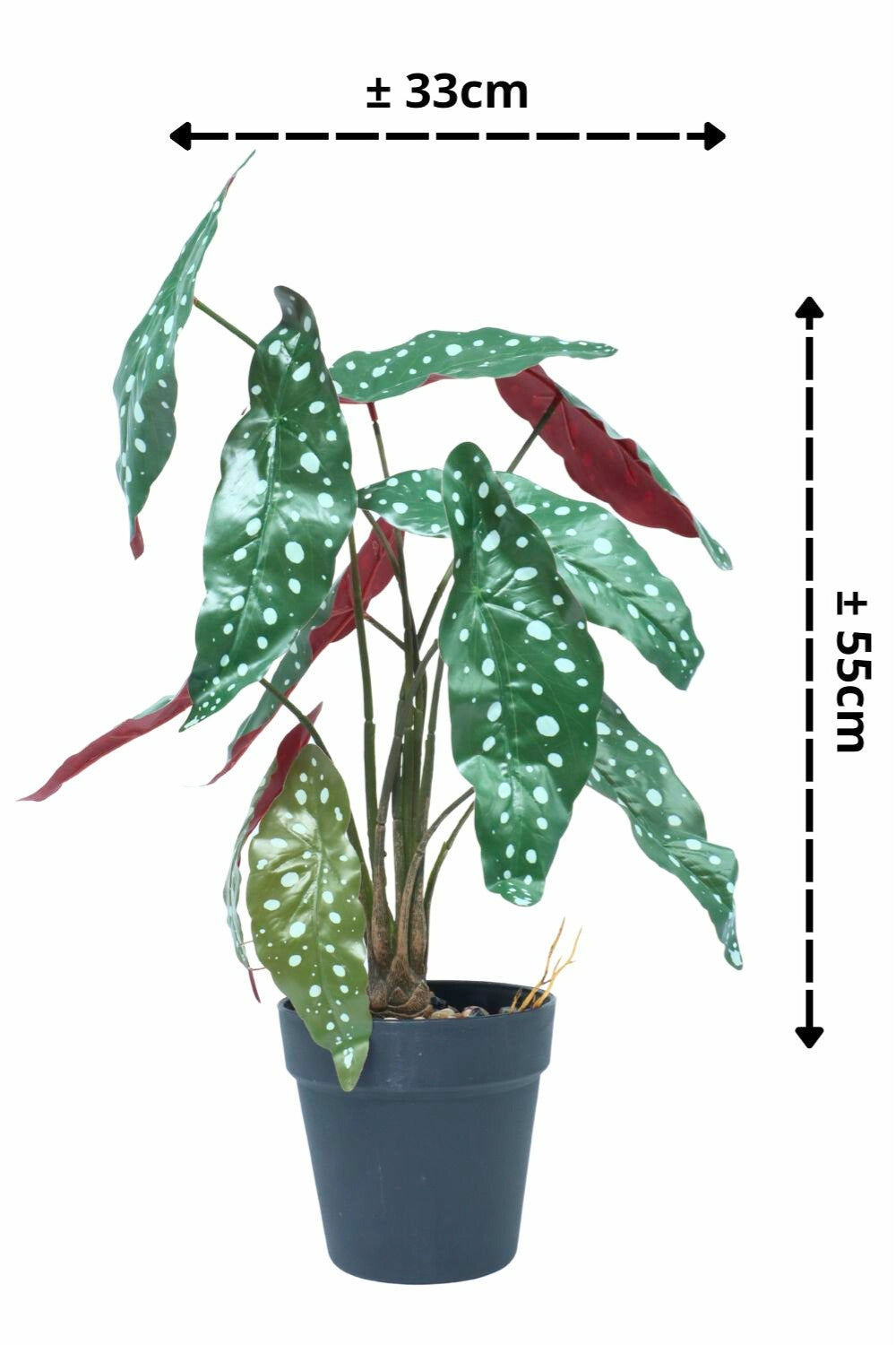 Begonia Maculata Kunstpflanze 55 cm - PrettyPflanzen