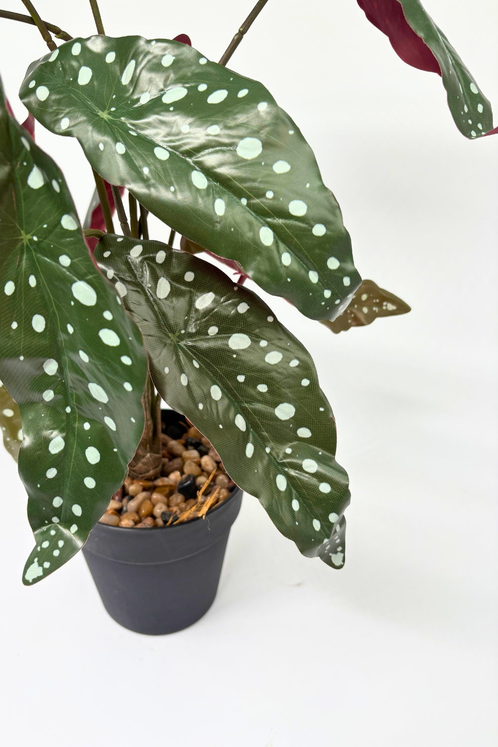 Begonia Maculata Kunstpflanze 55 cm - PrettyPflanzen