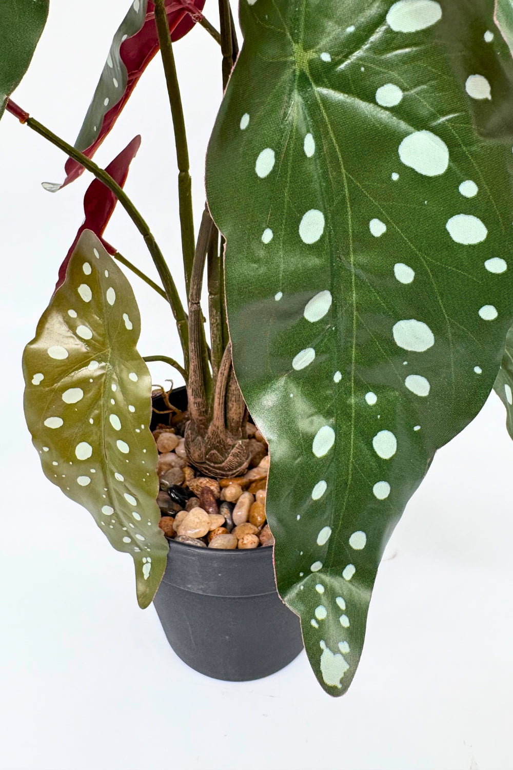 Begonia Maculata Kunstpflanze 55 cm - PrettyPflanzen