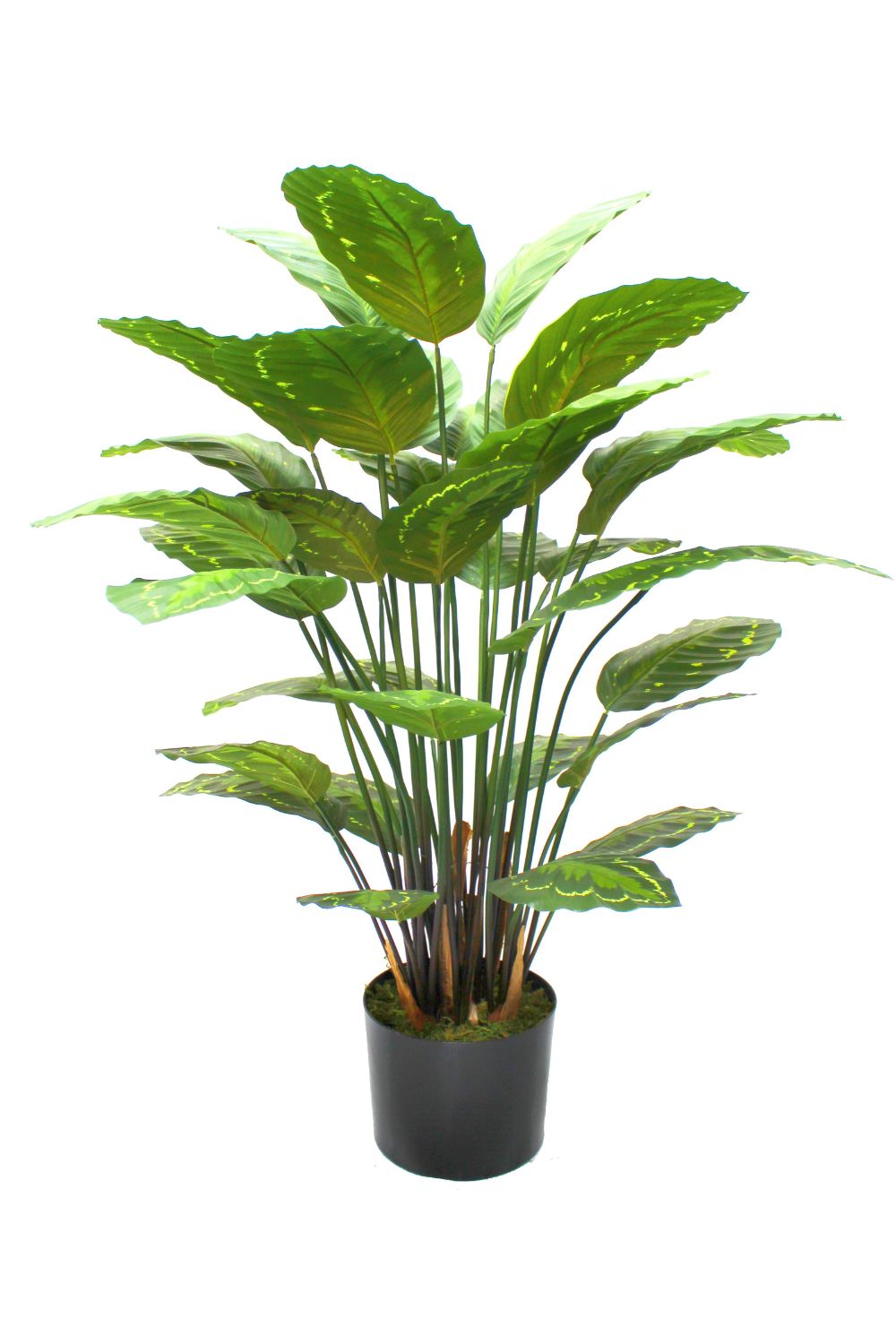 Calathea Kunstpflanze 70cm