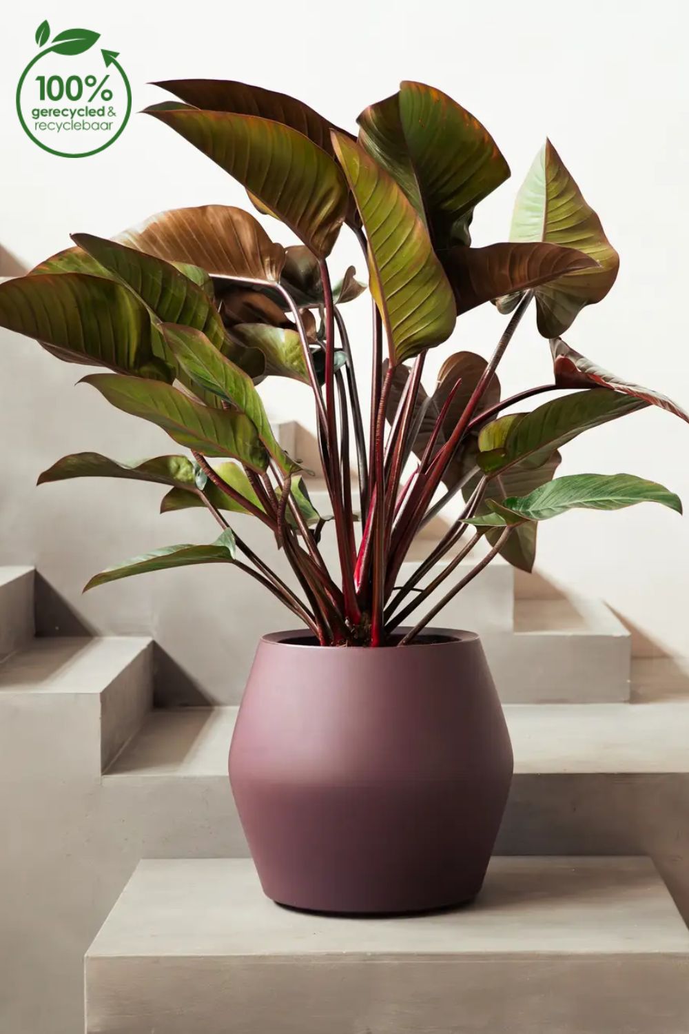 Blumentopf Elho June Split Low 42 cm Vintage Pflaume