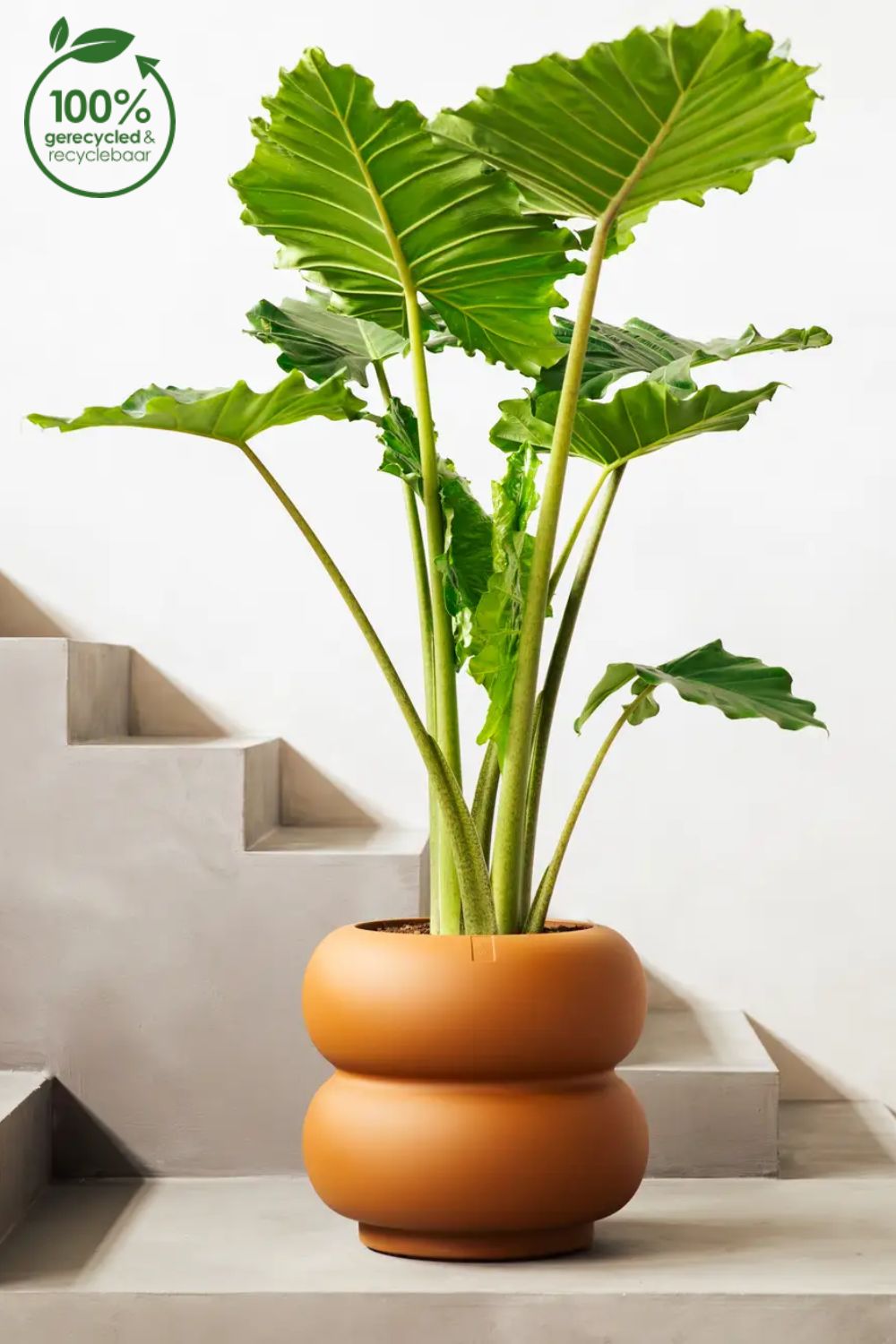 Blumentopf Elho Amber Roll Low 40 cm Karamell