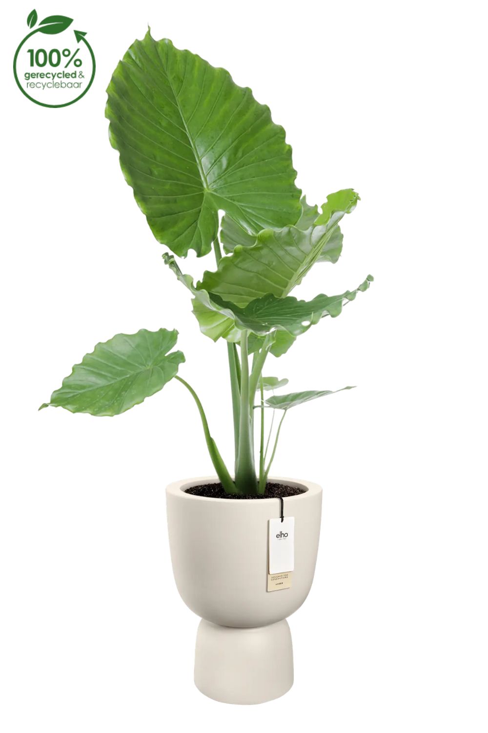 Blumentopf Elho Amber Coupe 35 cm Leinen Weiß