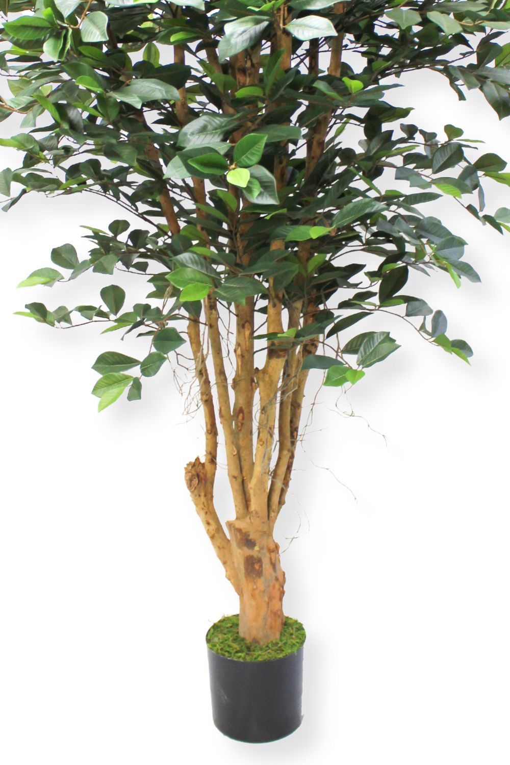 Ficus Kunstpflanze 180cm