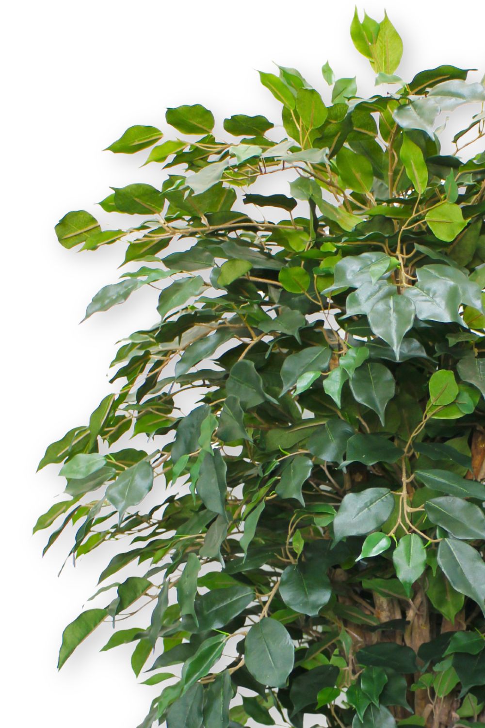 Ficus Liana Kunstpflanze 180cm