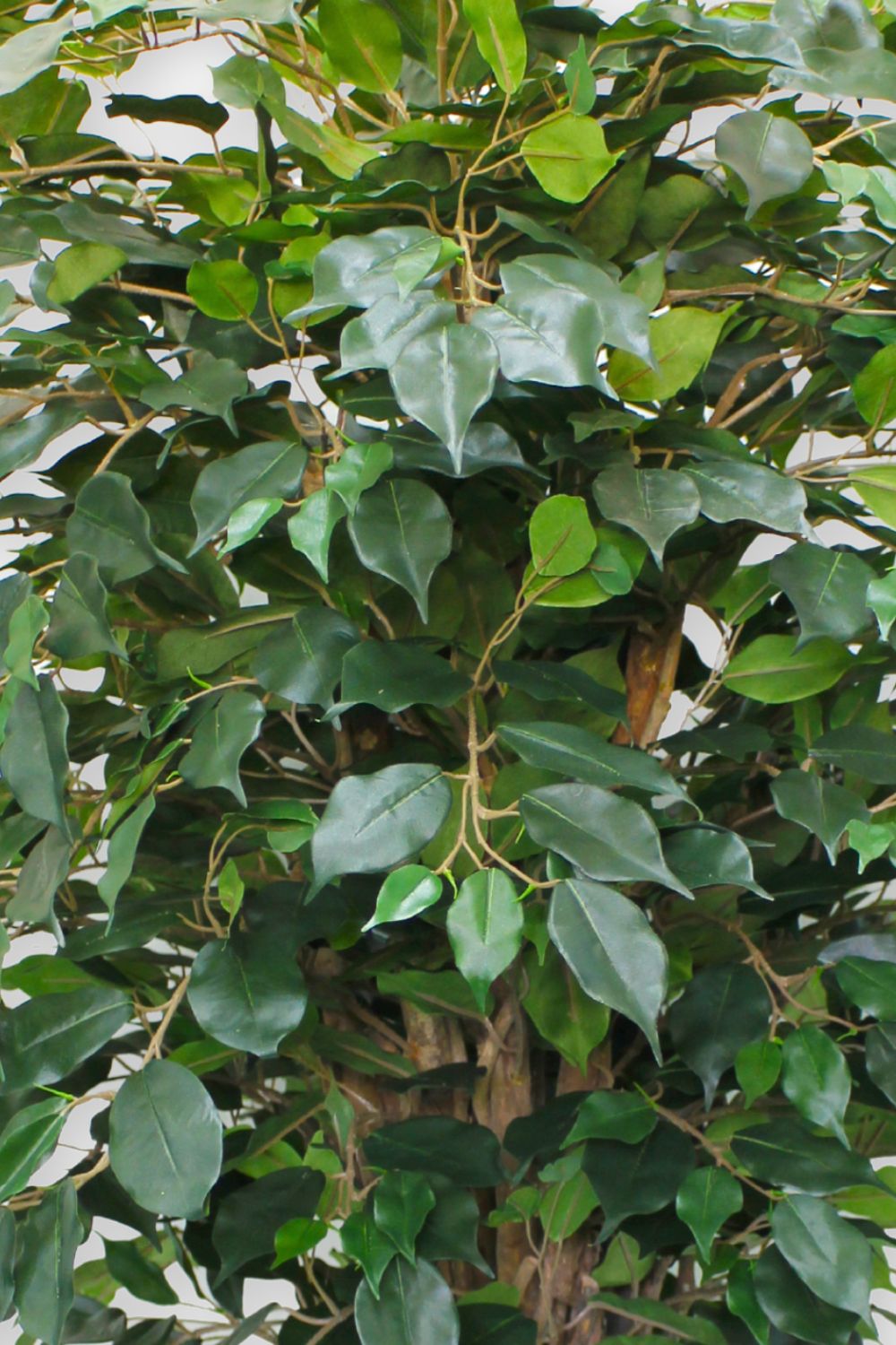 Ficus Liana Kunstpflanze 180cm