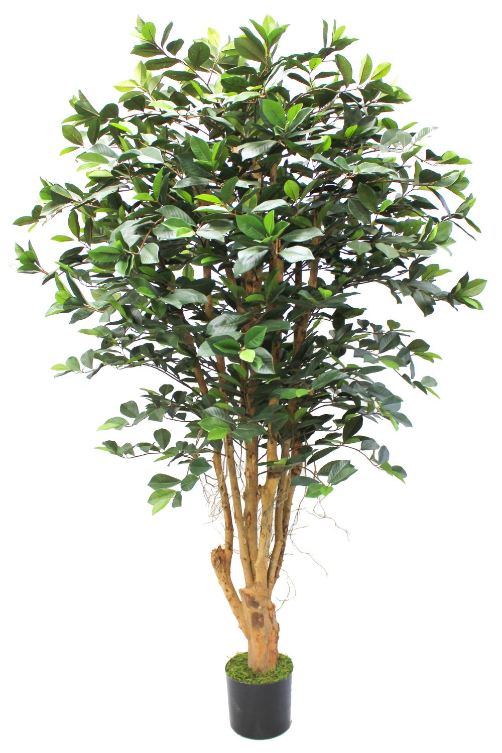 Ficus Kunstpflanze 180cm