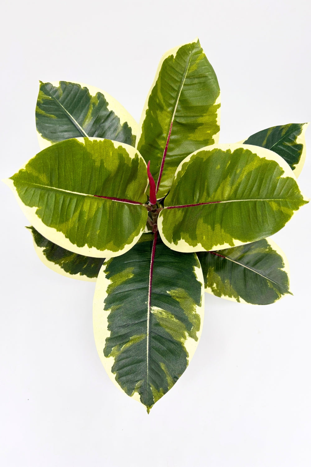 Ficus Elastica Kunstpflanze 30 cm - PrettyPflanzen