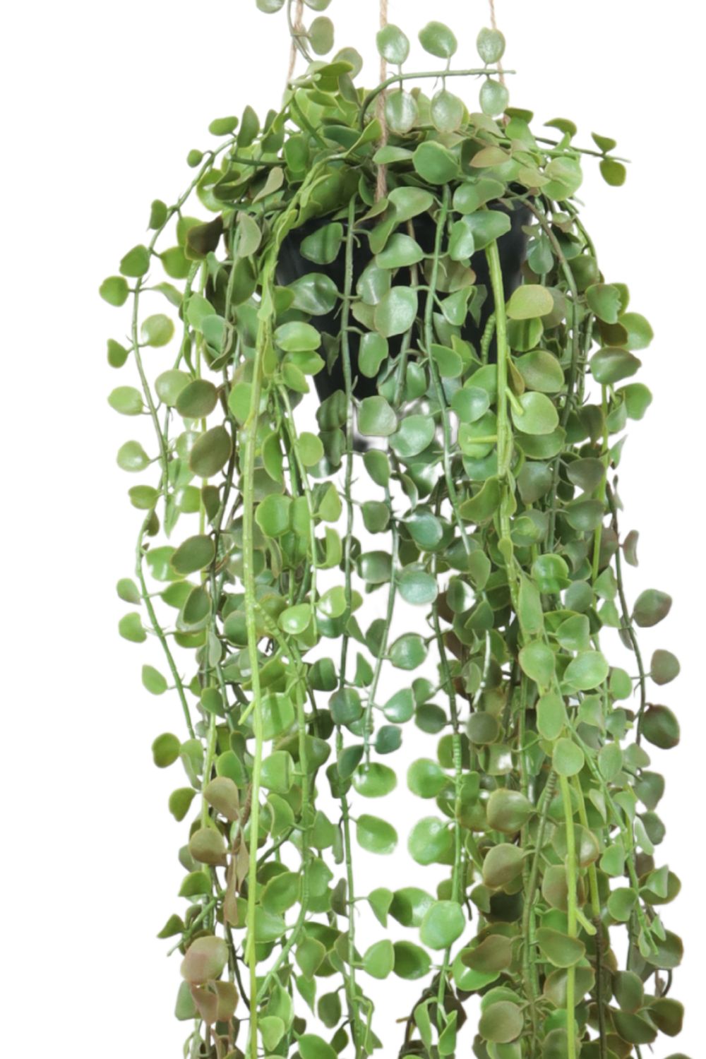 Ficus Pumilla Kunst-Hängepflanze 70 cm – prettypflanzen