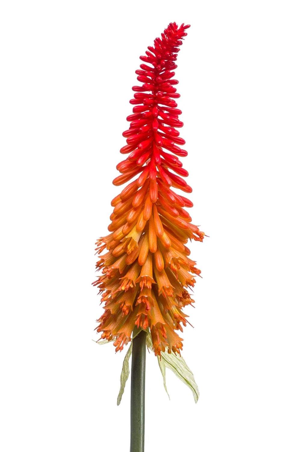 Kniphofia Kunstblume 85 cm Orange 2