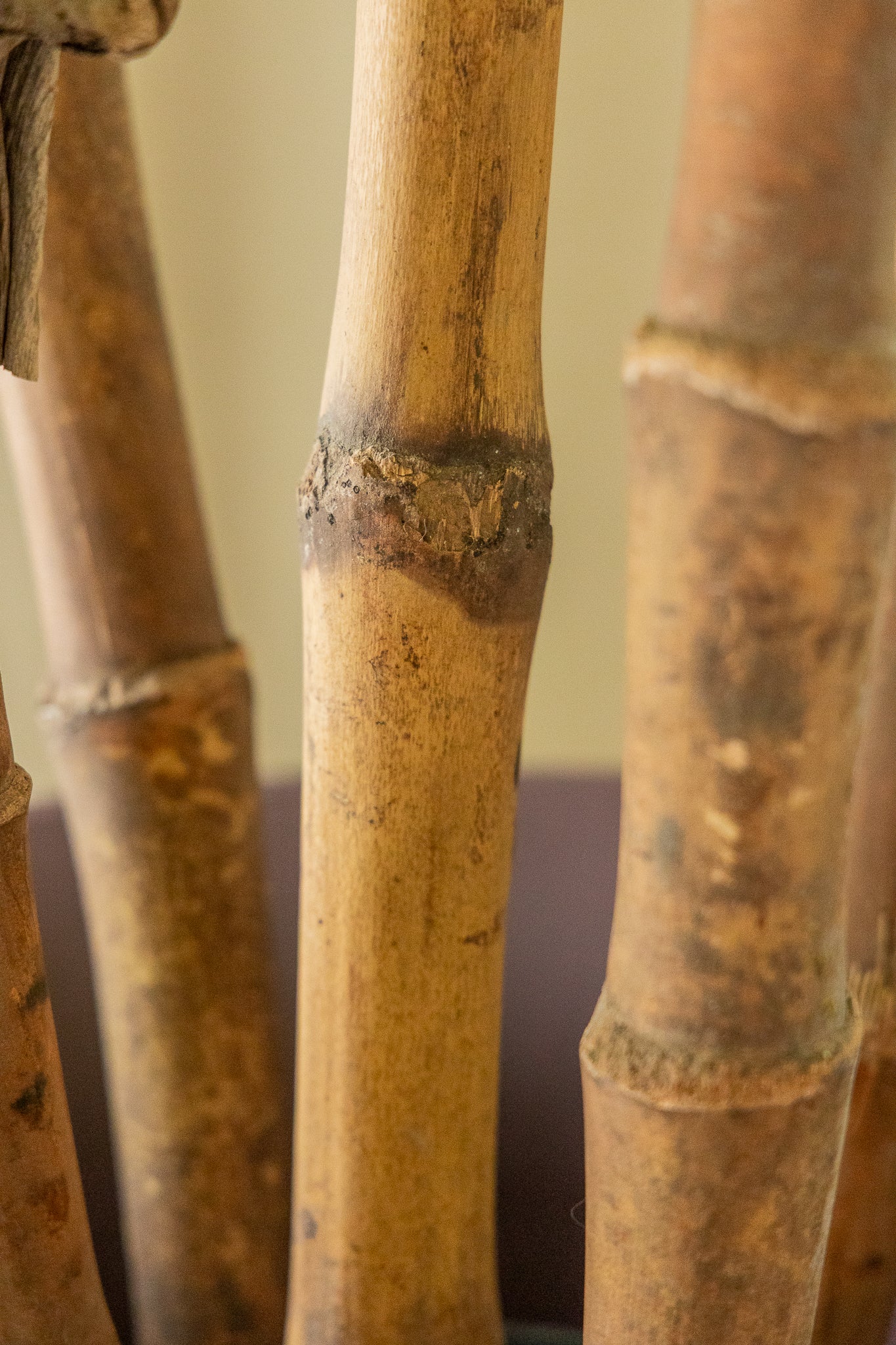 Alocasia Kunstpflanze 165cm