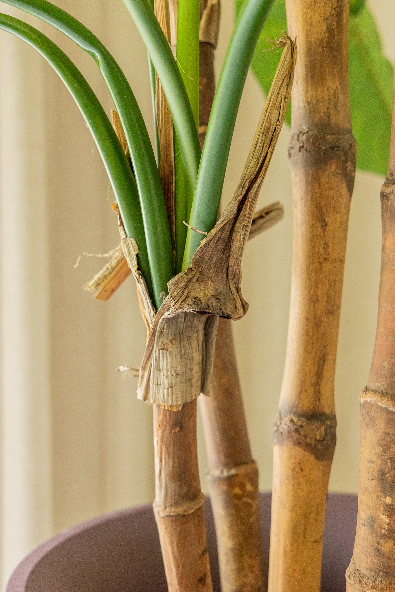 Alocasia Kunstpflanze 165cm