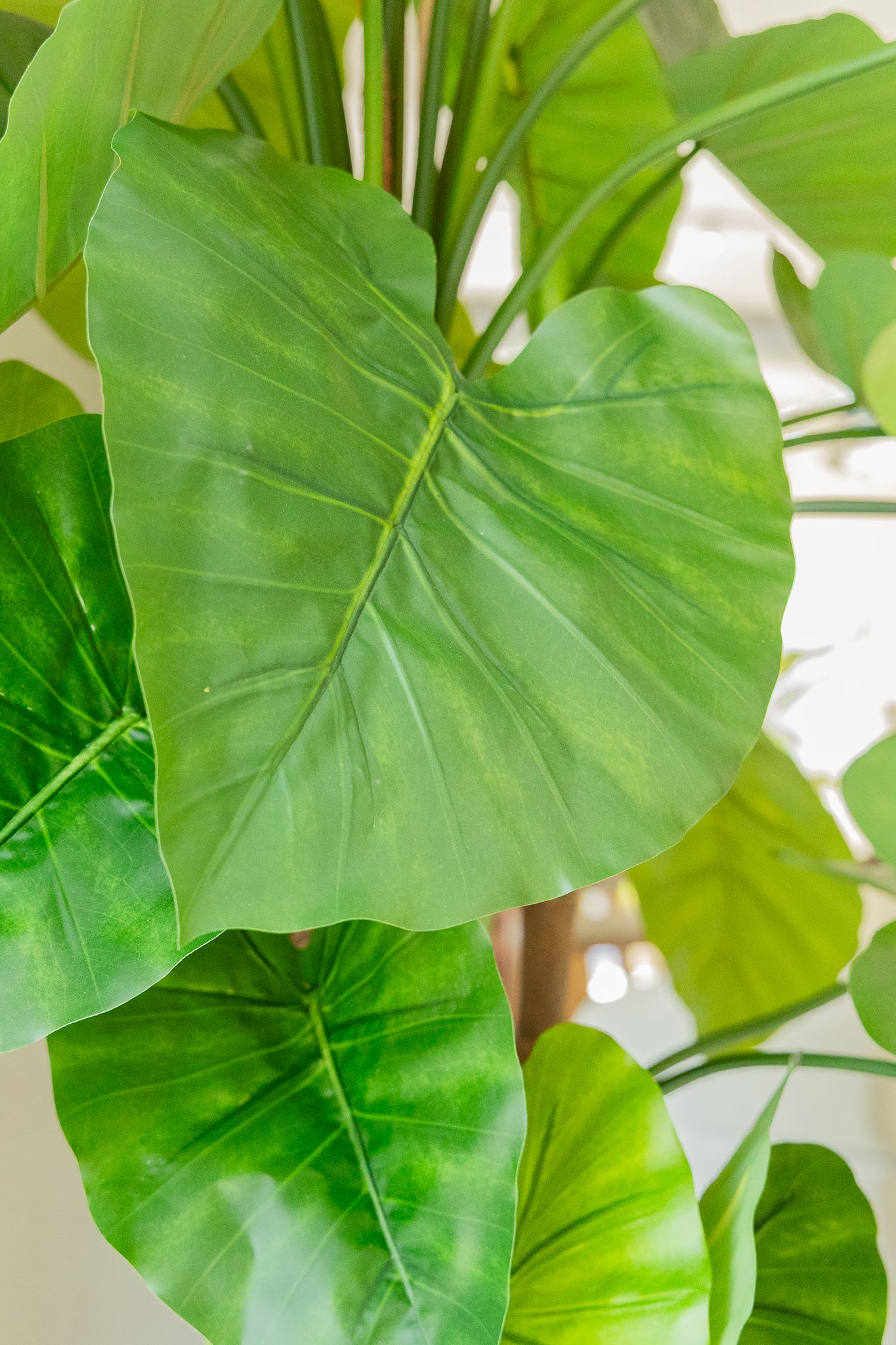 Alocasia Kunstpflanze 165cm