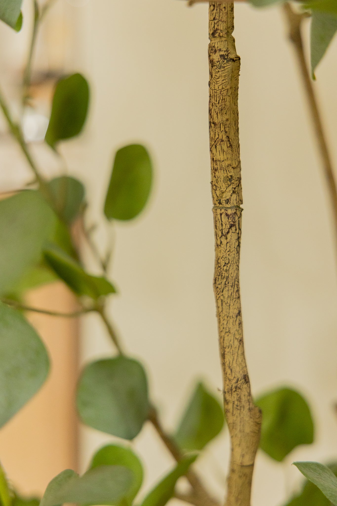 Eukalyptus Kunstpflanze 180cm