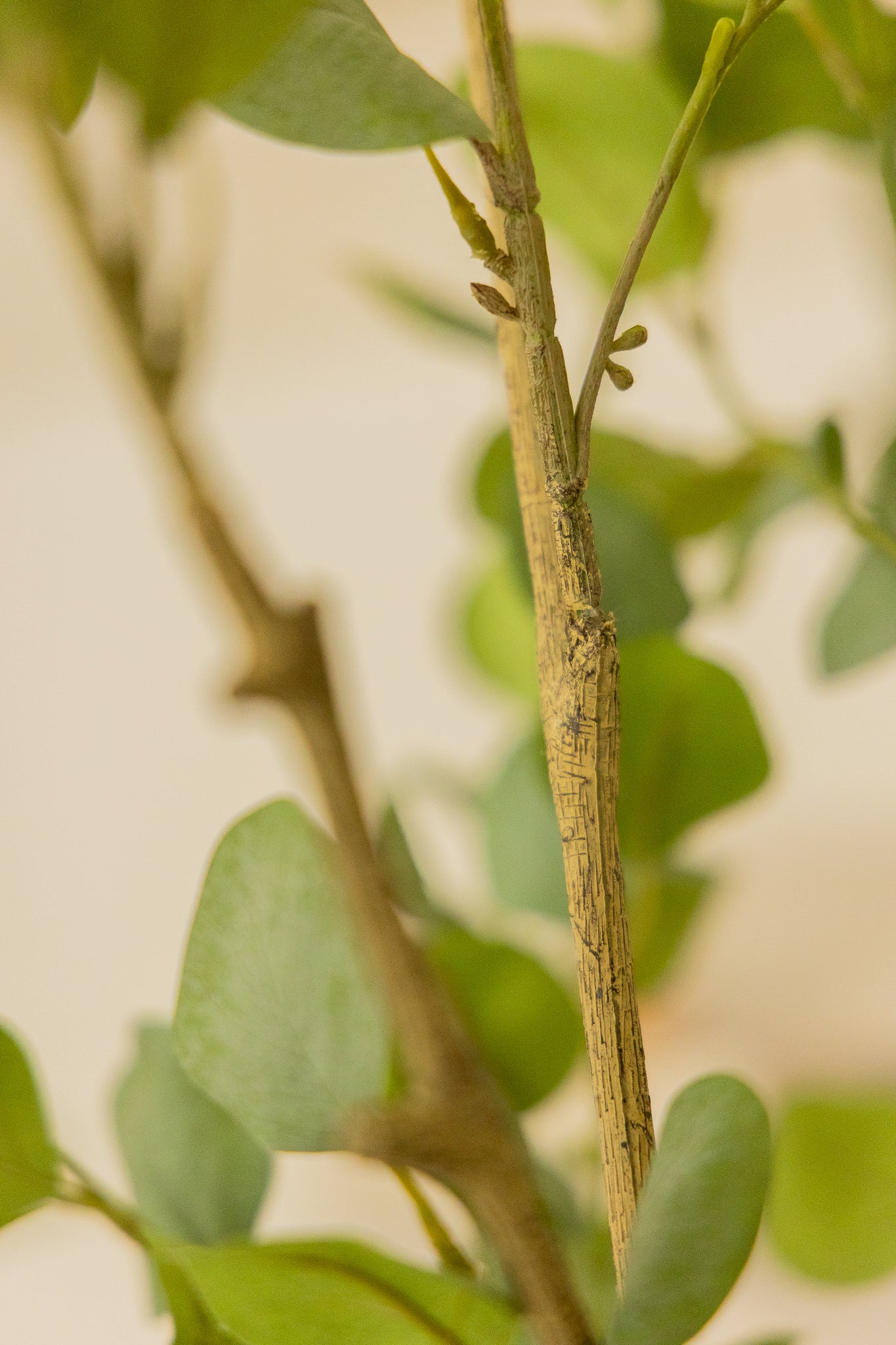 Eukalyptus Kunstpflanze 180cm