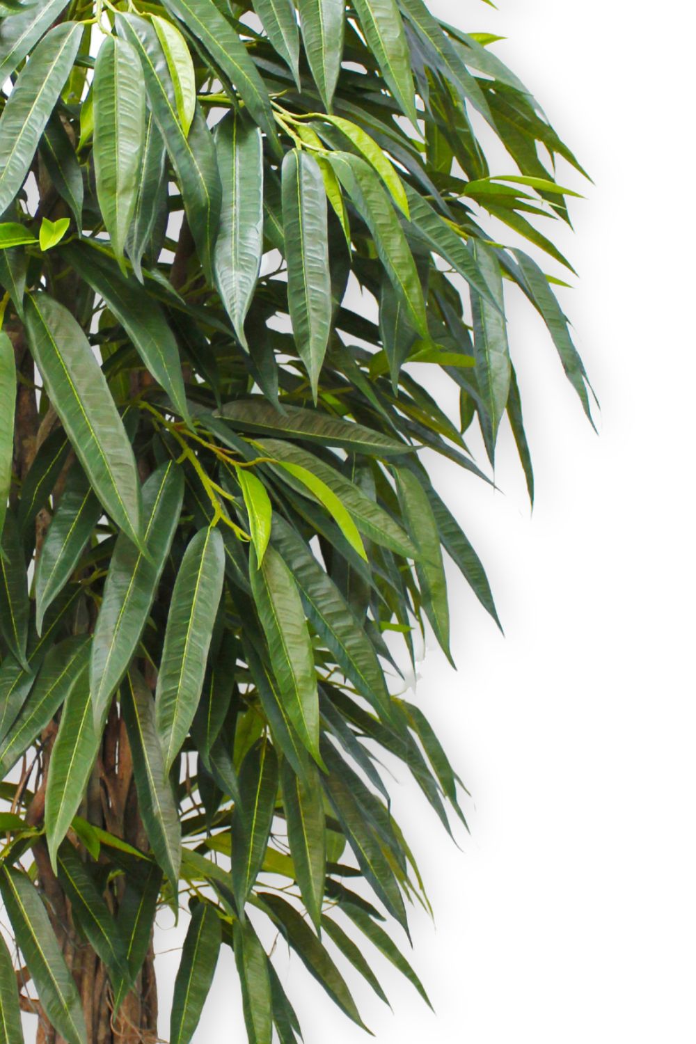 Longifolia Kunstpflanze 180 cm