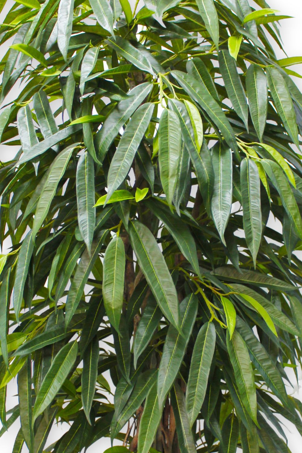 Longifolia Kunstpflanze 180 cm