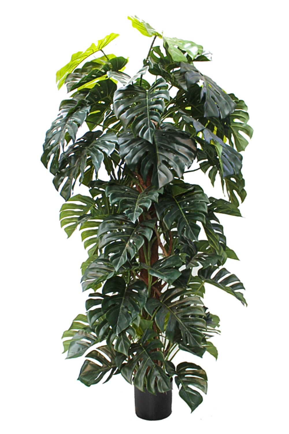 Monstera Kunstpflanze 180cm günstig online kaufen