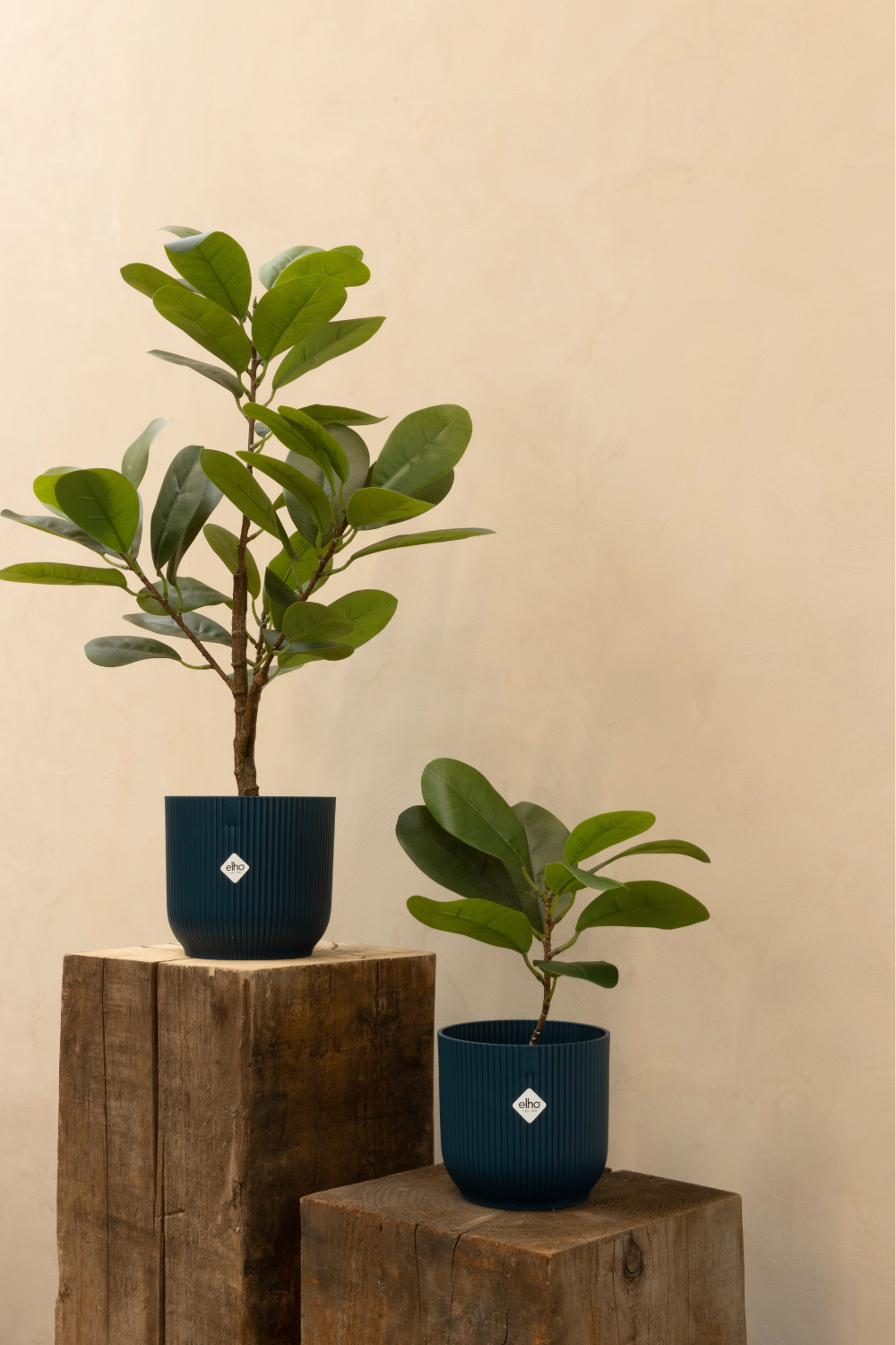 Ficus Kunstpflanze 35cm
