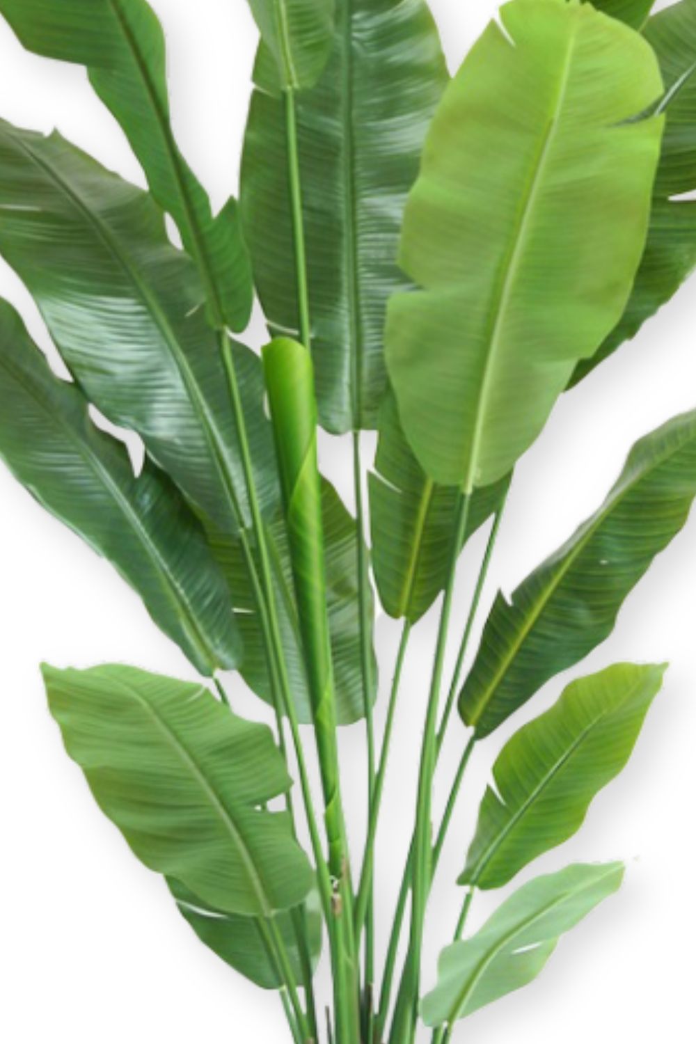 Strelitzia Kunstpflanze 180cm