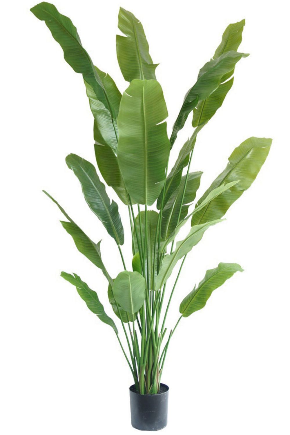 Strelitzia Kunstpflanze 210cm
