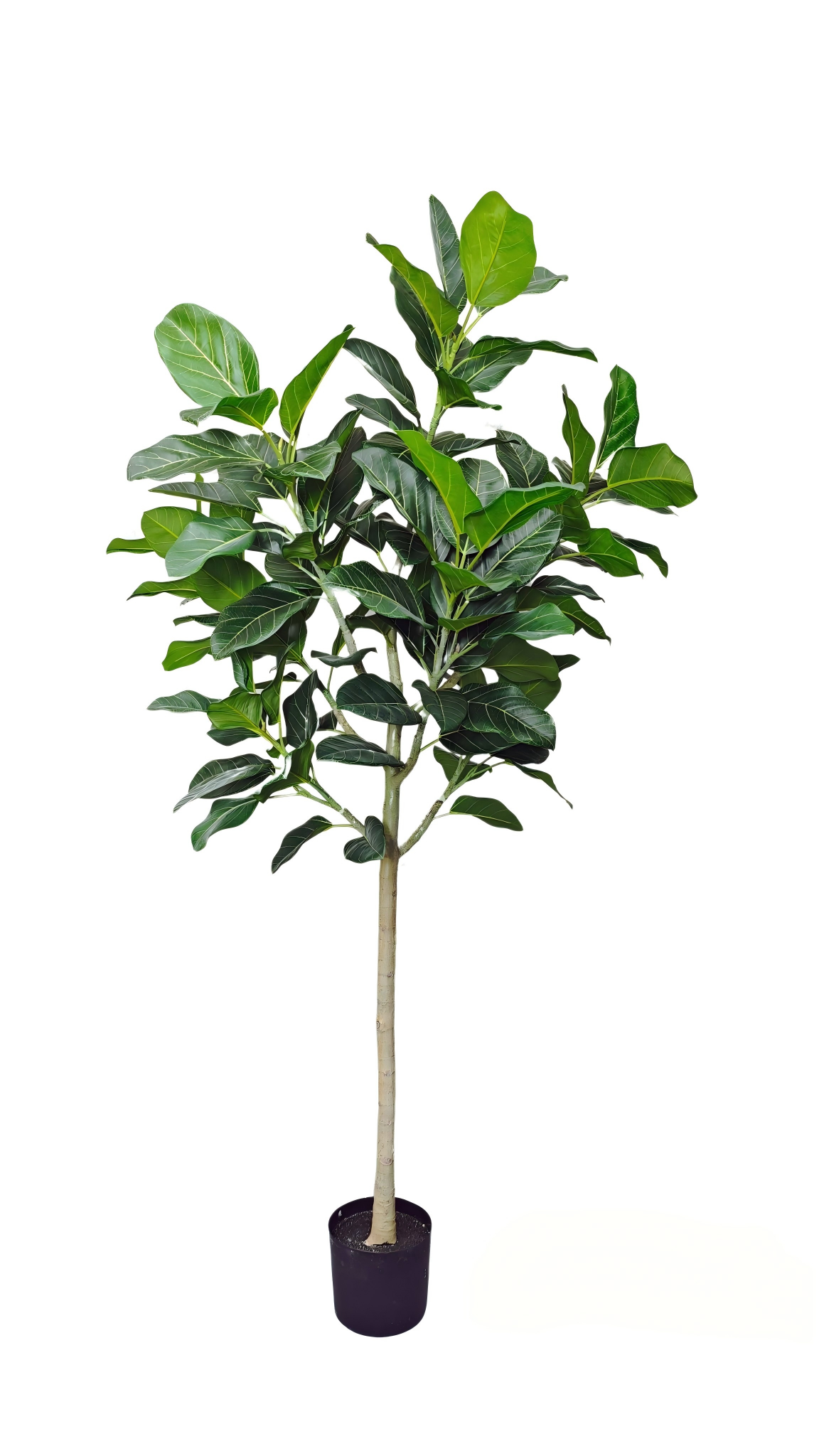 Ficus Audrey 210cm | Täuschend Echt & Pflegeleicht