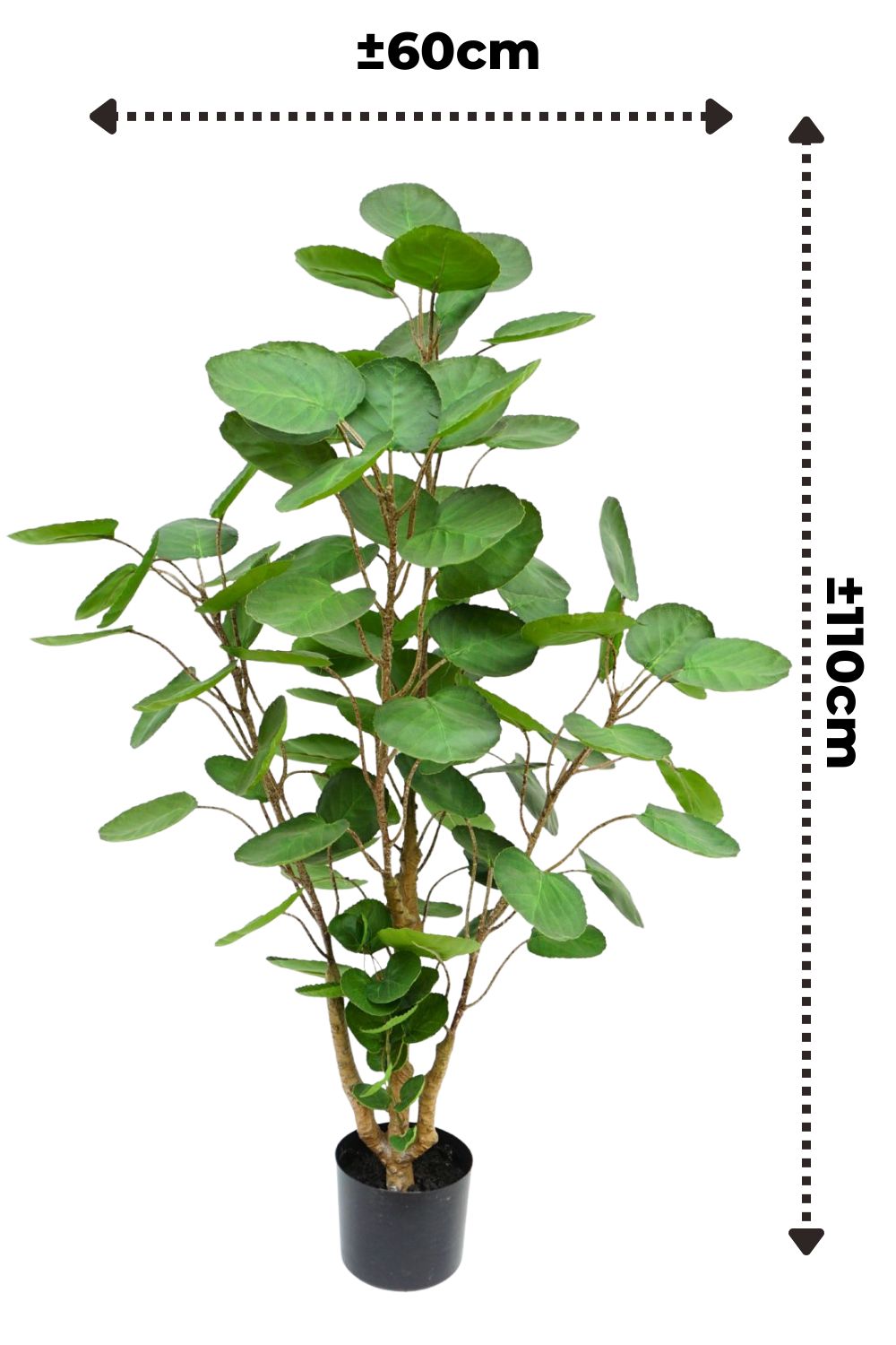 Maßangabe Polyscias Kunstpflanze 110 cm