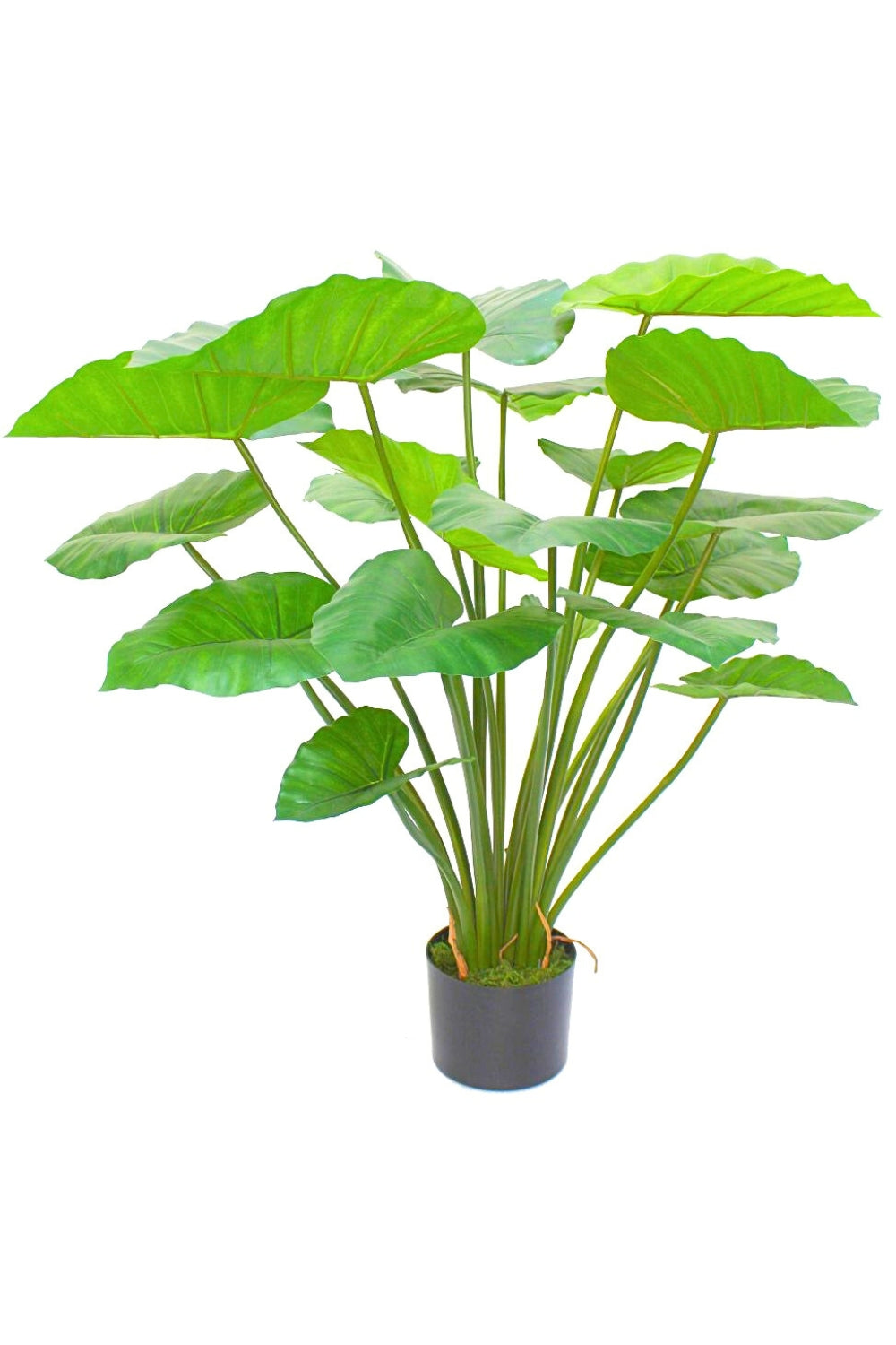Alocasia Kunstpflanze 100cm