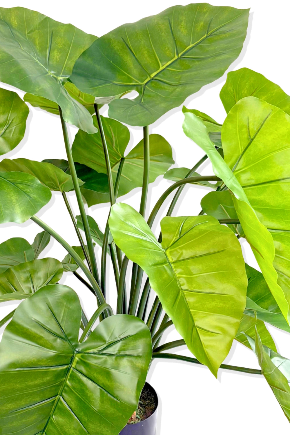 Alocasia Kunstpflanze 100cm