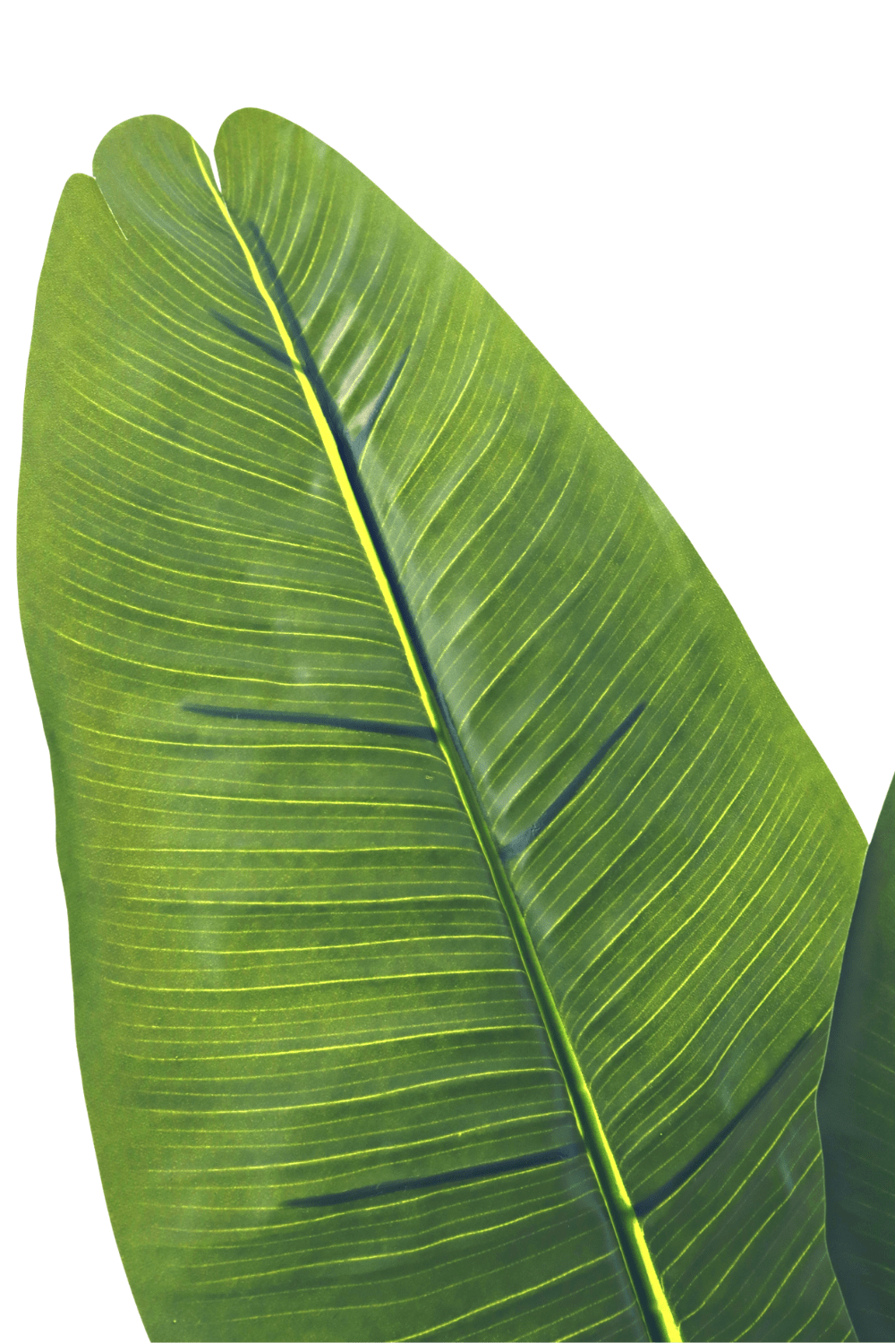 blad Kunst Bananenplant Serie A 150cm