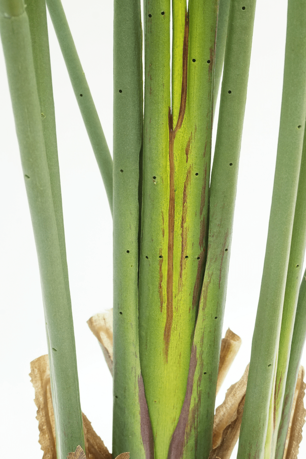 onderkant Strelitzia Kunstplant 2 160cm