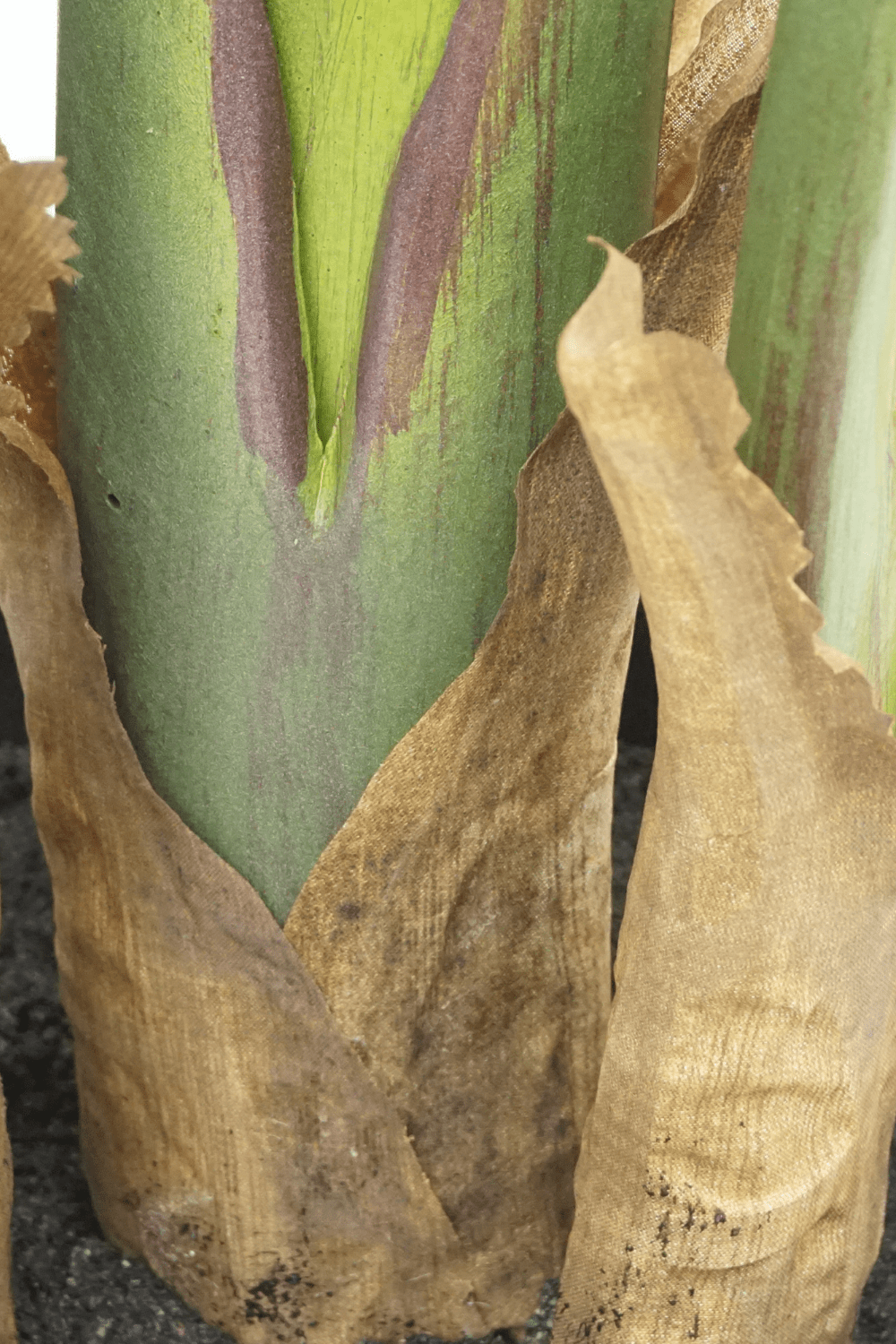 bodem Strelitzia Kunstplant 2 160cm