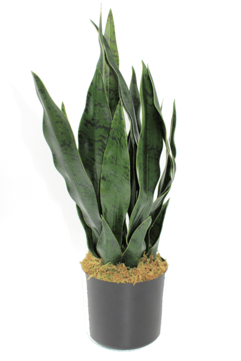 Sansevieria Kunstpflanze 40cm Online Bestellen? | PrettyPflanzen