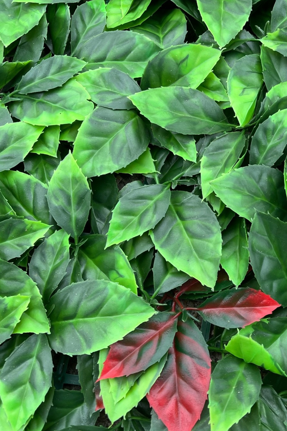 Photinia Kunsthecke Wandpanel 60x40cm