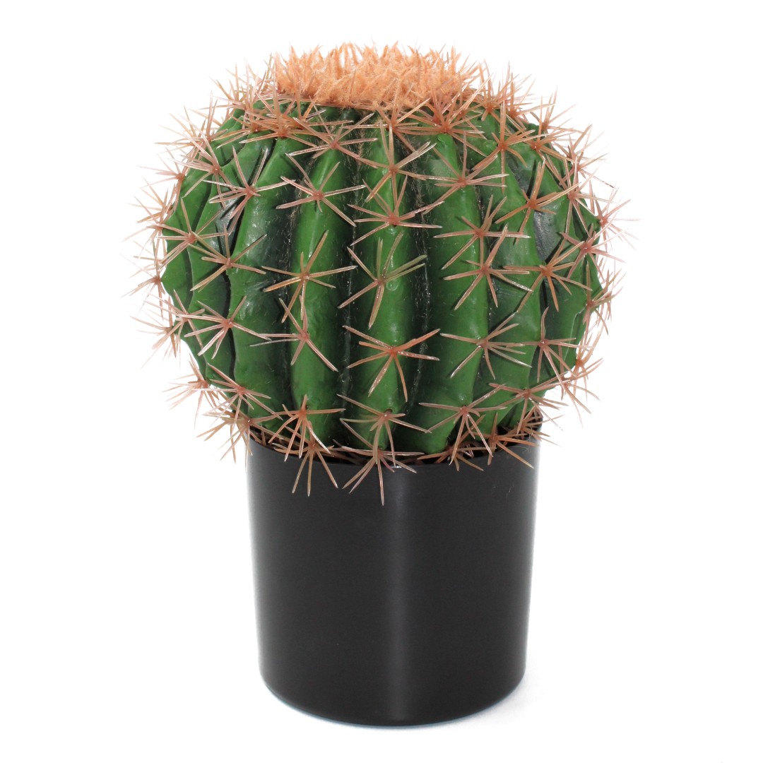 gummibaum verkaufen XXL Gummibaum Stamm kaufen – Green Me Up