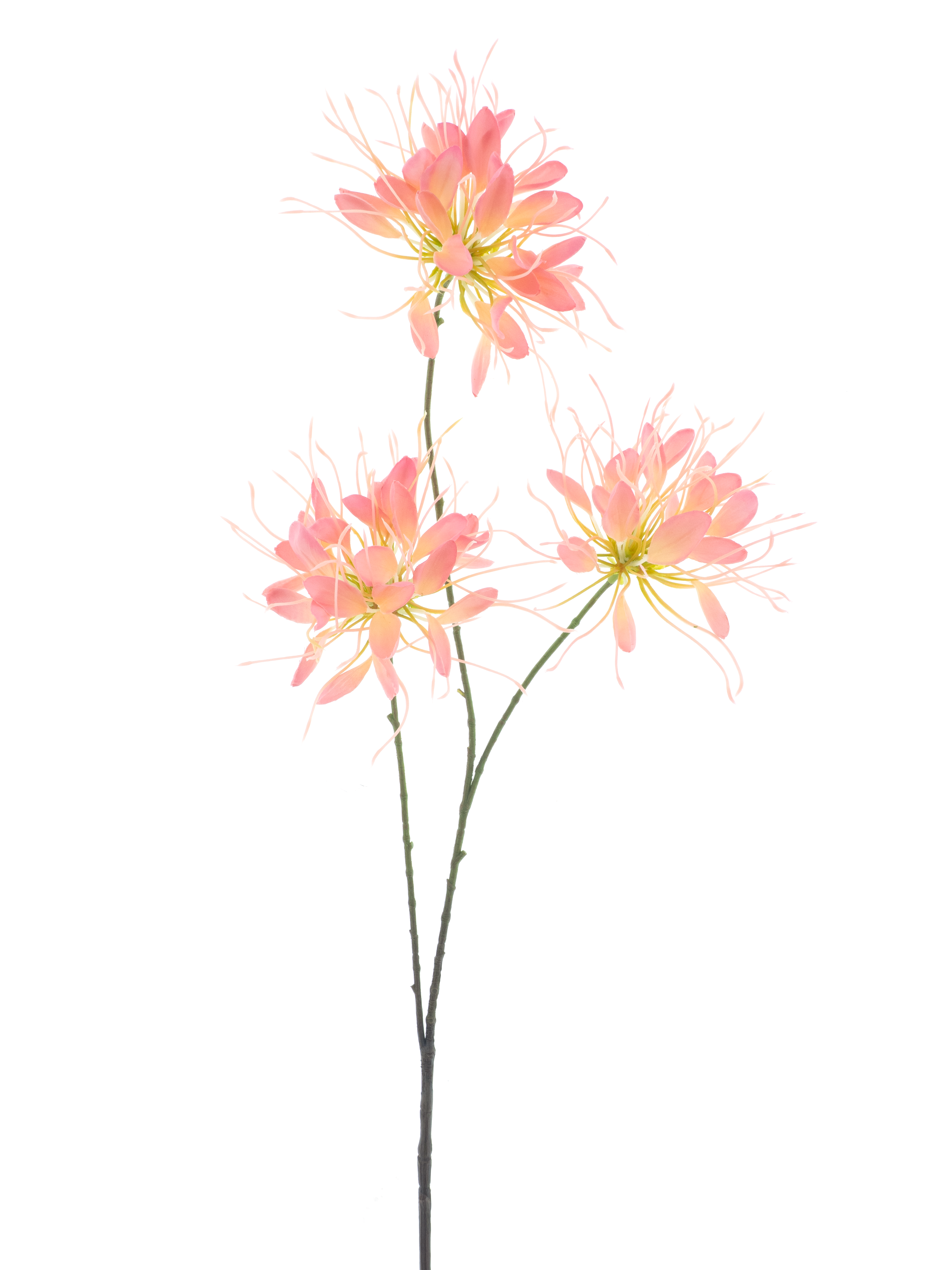 Künstliche Spinnenblume Pfirsich 94 cm