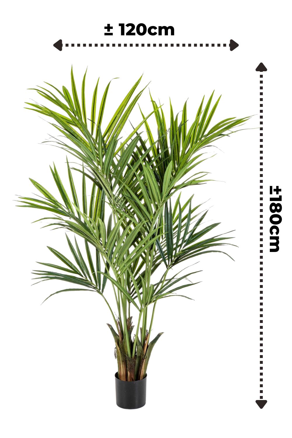 Vorbestellung Künstliche palme Kentia 180cm