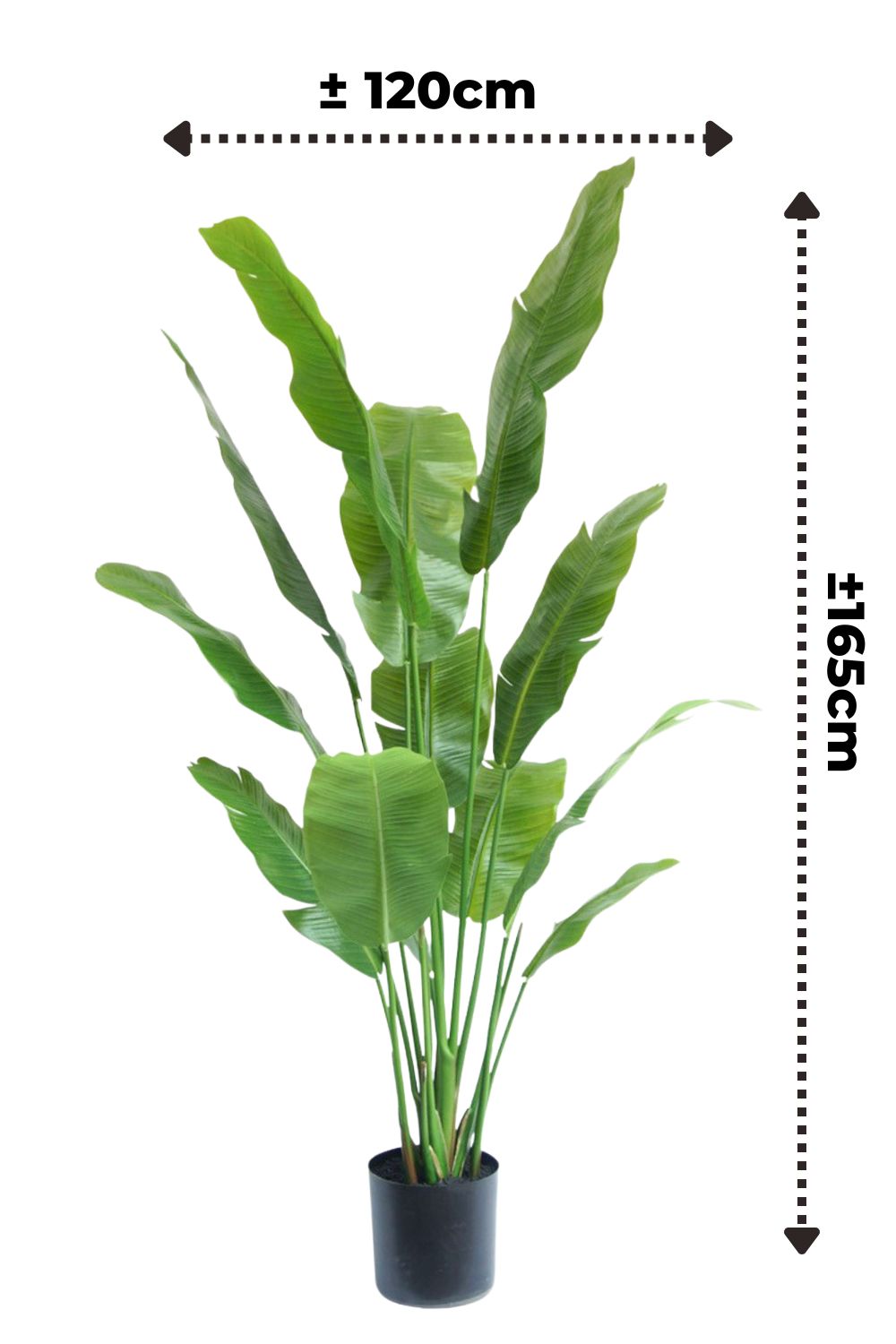 Vorbestellung Strelitzia Kunstpflanze 165cm