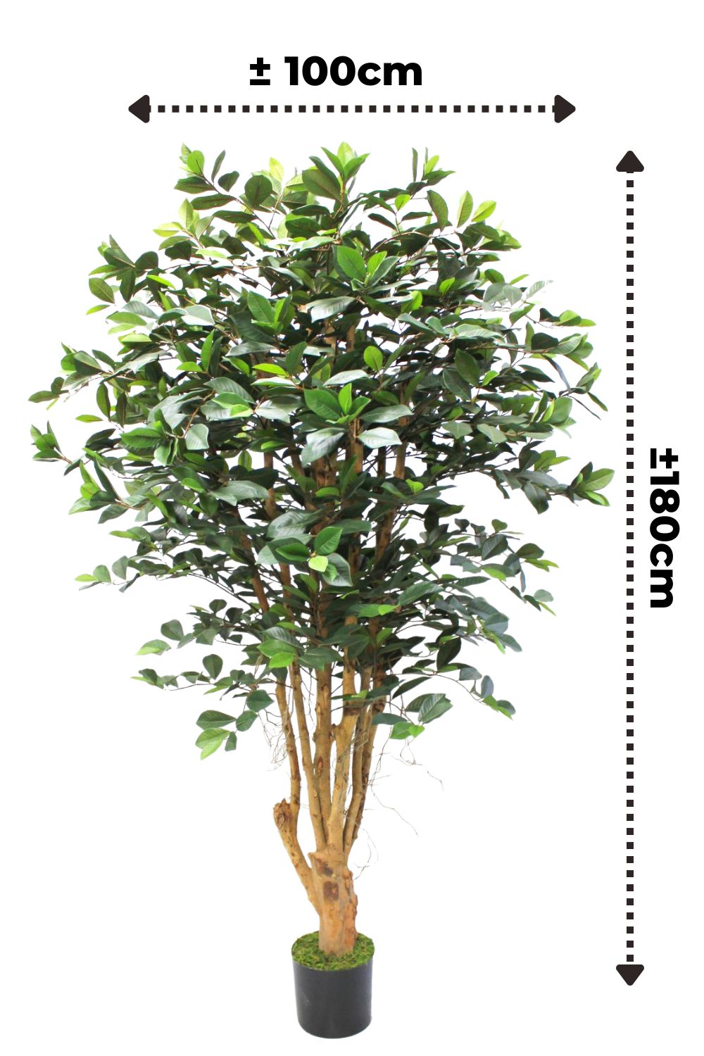 Vorbestellung Ficus Kunstpflanze 180cm