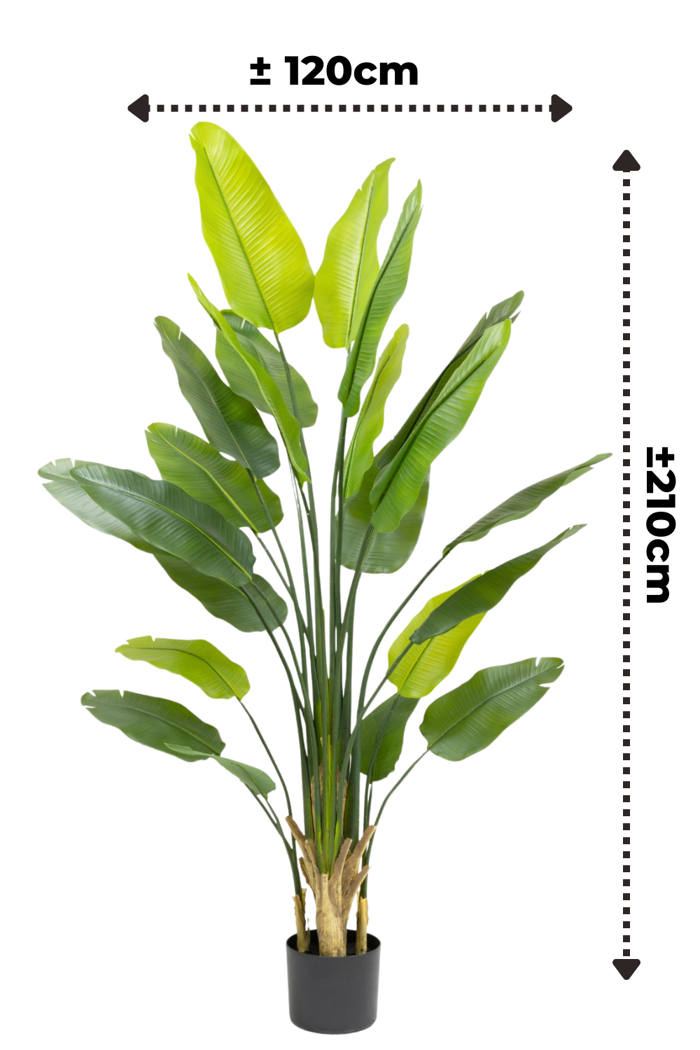 Strelitzie Kunstpflanze 210cm