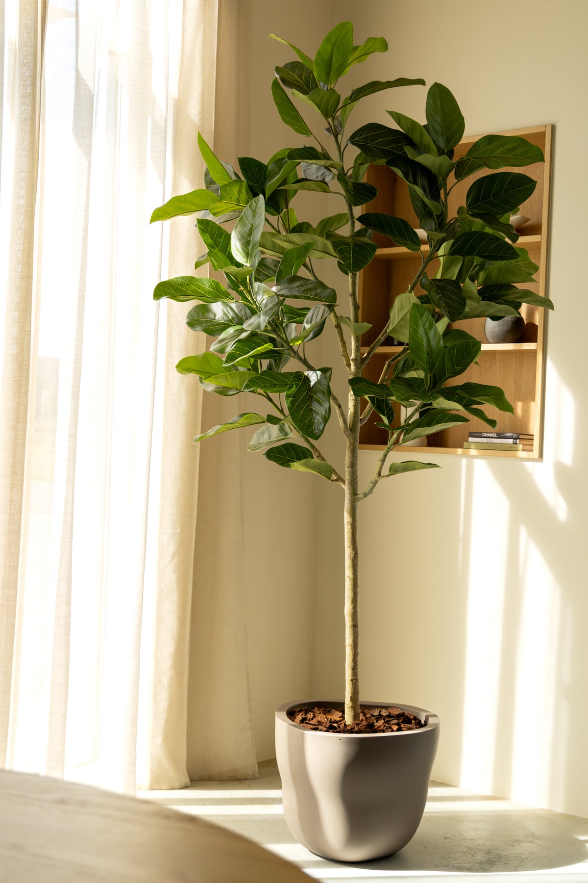Ficus Audrey Kunstpflanze 210cm