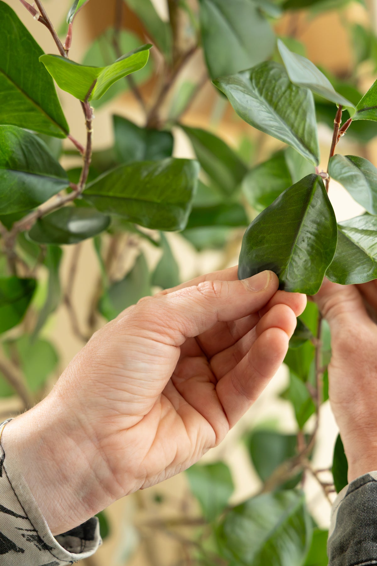 Ficus Triangularis Kunstpflanze 180cm