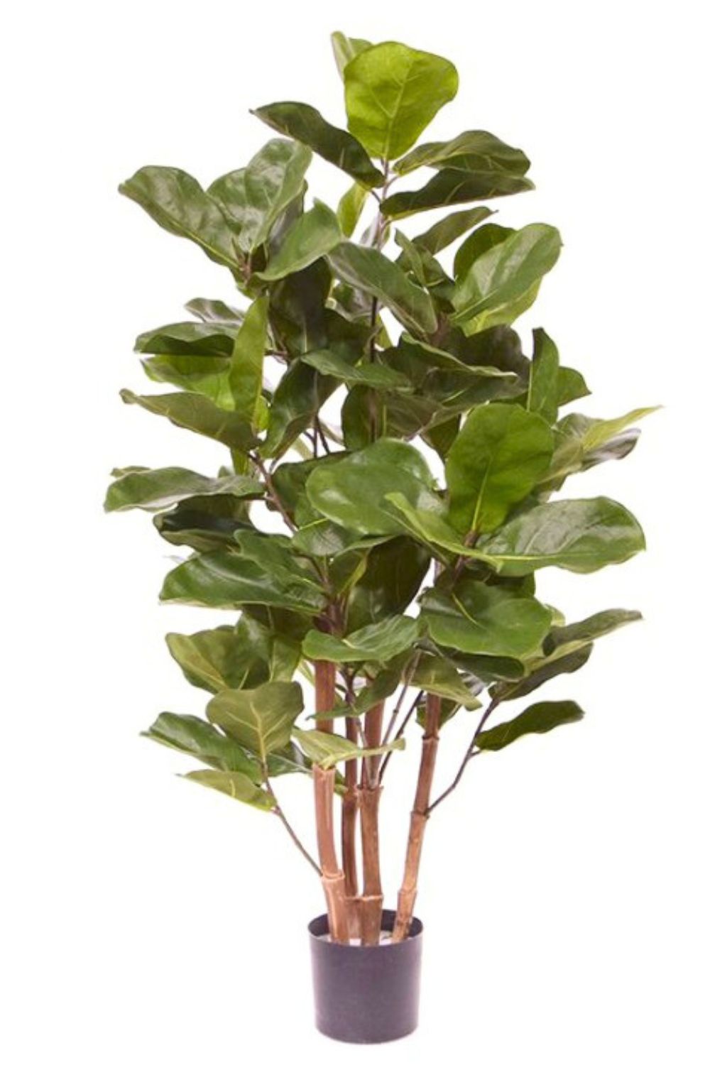 Ficus Kunstpflanze 120cm