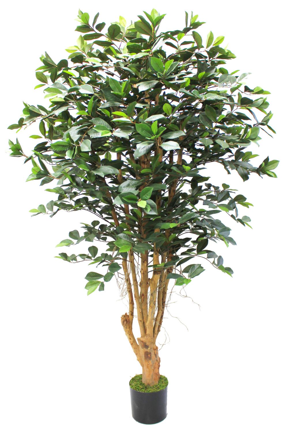 Vorbestellung Ficus Kunstpflanze 180cm